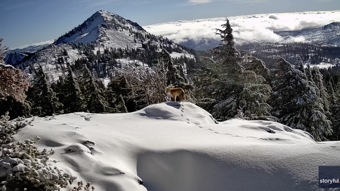 Still image from video Robbins shot of the Sierra Nevada red fox.